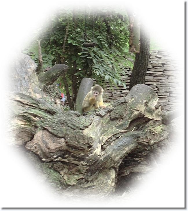 Volgende foto